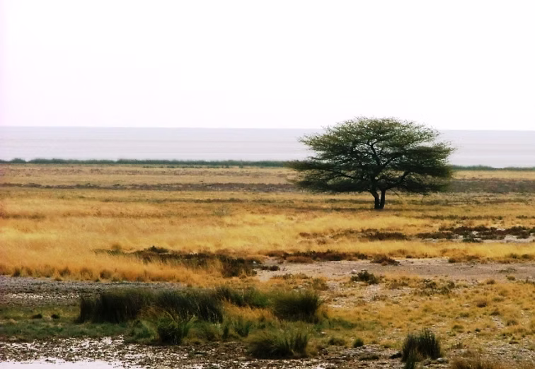 TANZANIA SAFARI ESSENTIAL