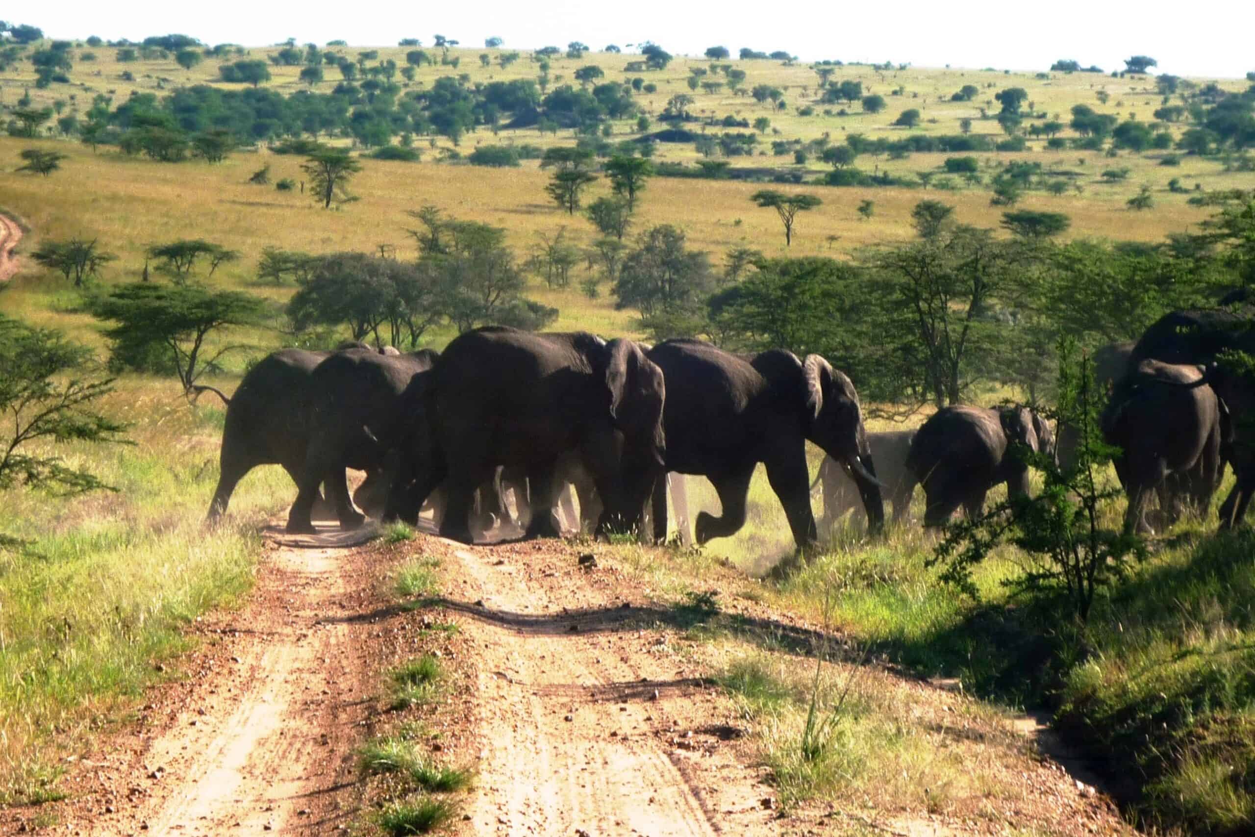 Elefanti in natura in Africa Gruppo di elefanti che attraversano una strada sterrata in savana.