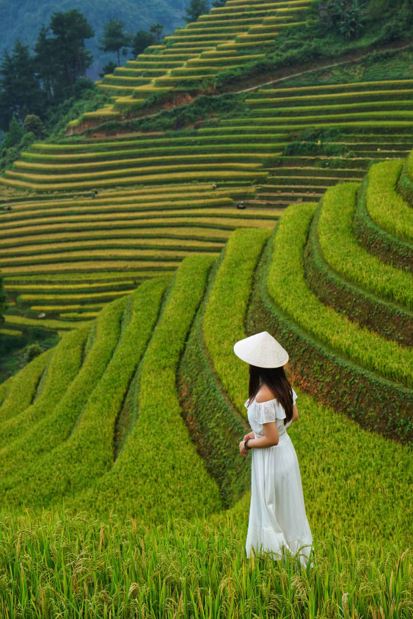 Terrazze di riso in Vietnam Donna in abito bianco e cappello tra le terrazze di riso verdi.