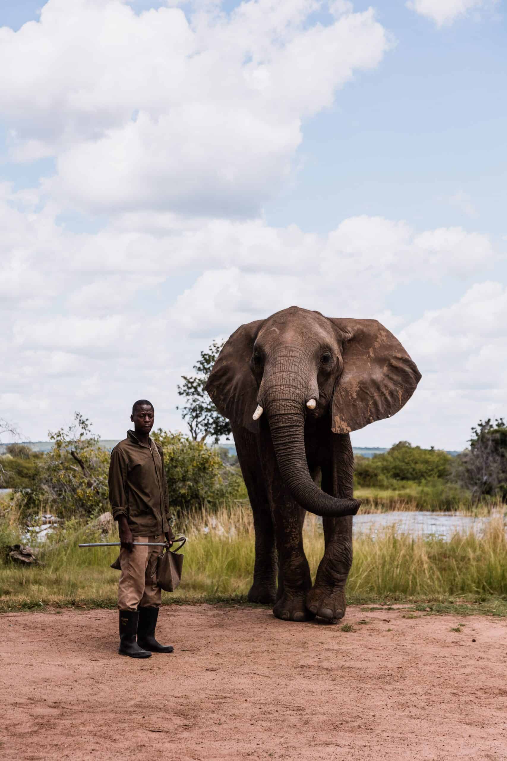 Elefante e guida in Botswana Elefante africano e guida nel paesaggio di Botswana.