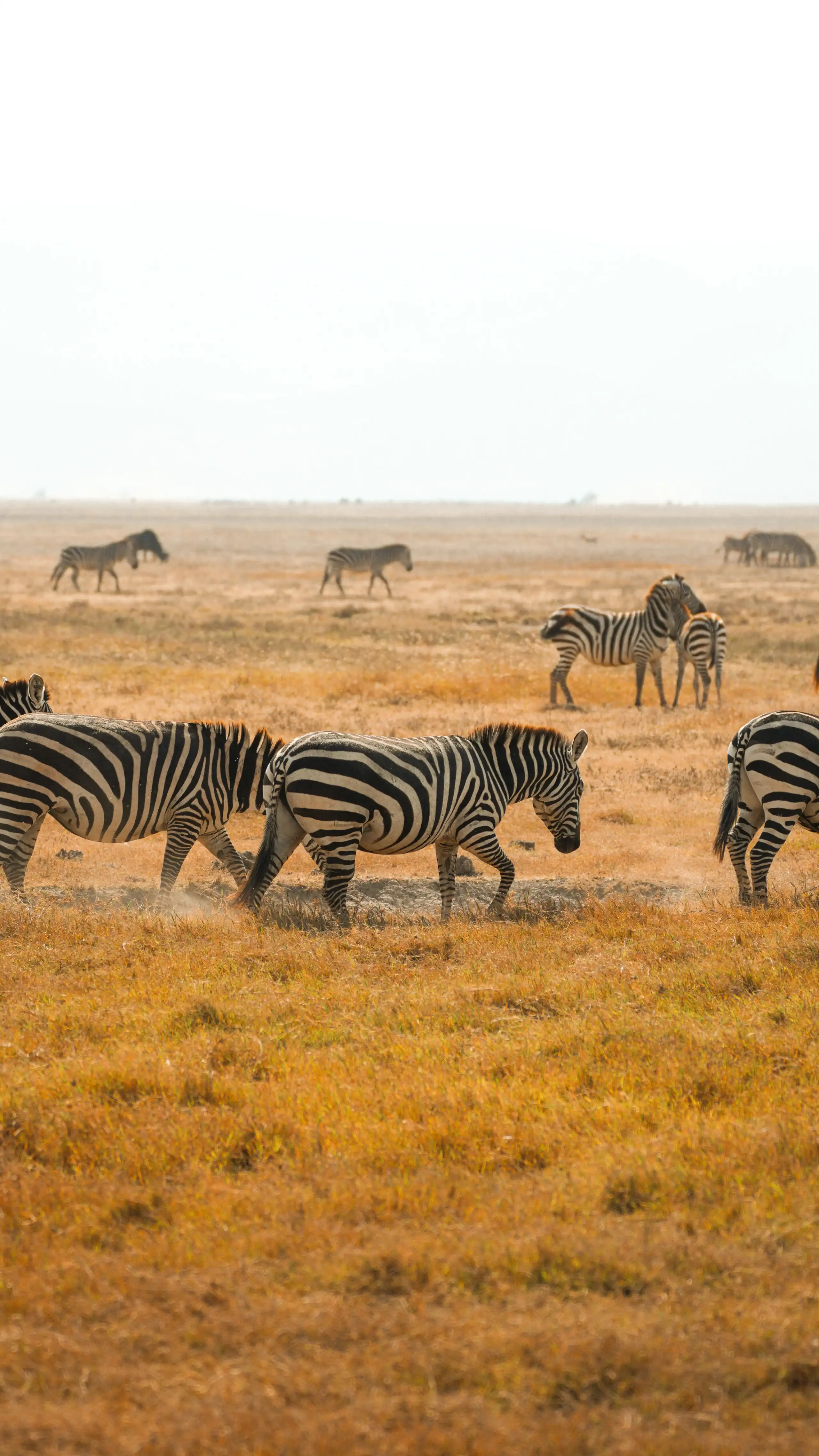 pexels-alex-ning-523843601-33650528 Giraffa che si nutre tra gli alberi in un paesaggio in Sudafrica.