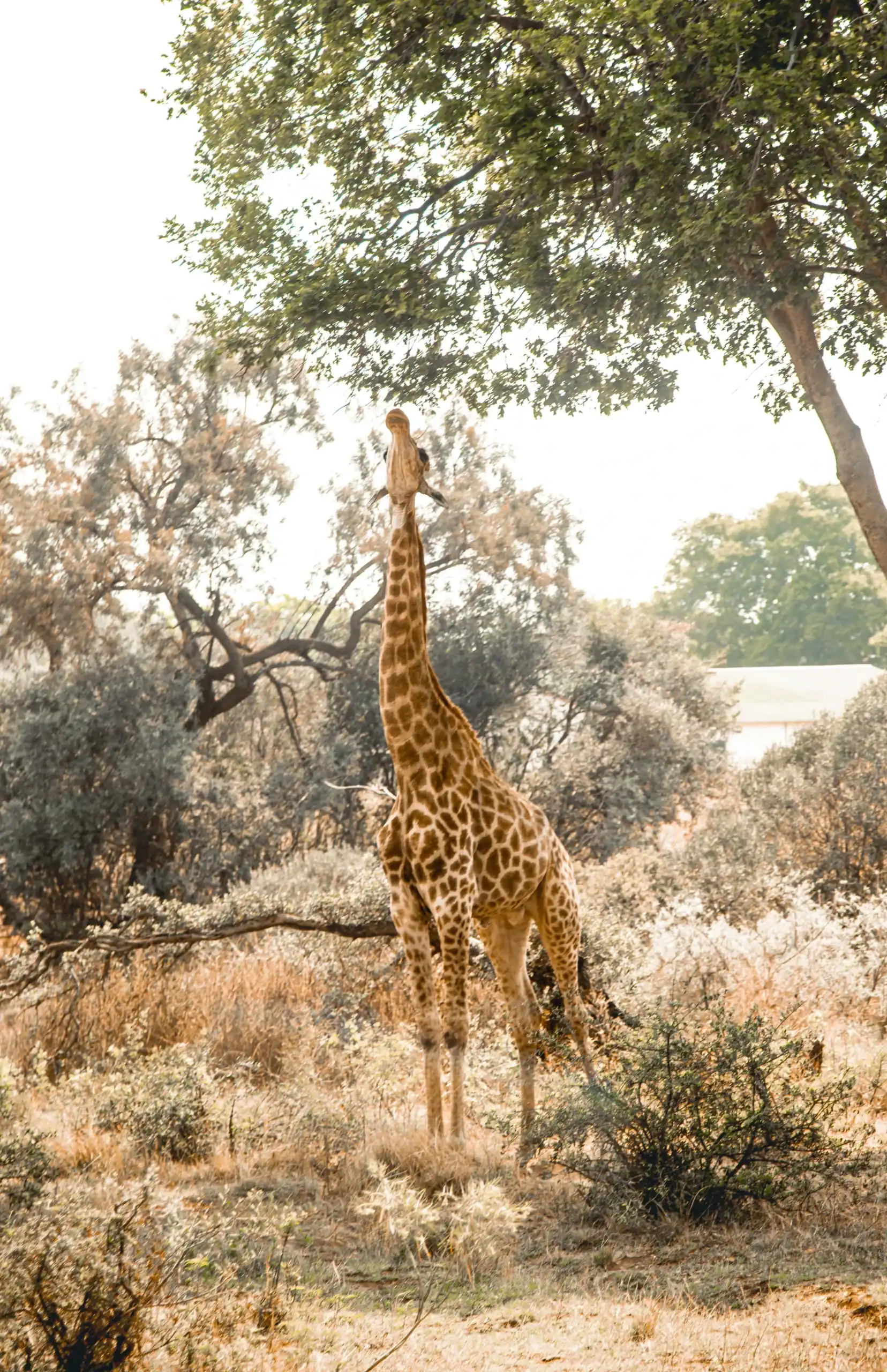 Giraffa che si nutre tra gli alberi in un paesaggio in Sudafrica.